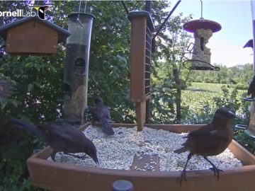 Ithaca-New-York-Cornell-Lab-of-Ornithology-Live-Stream-Webcam