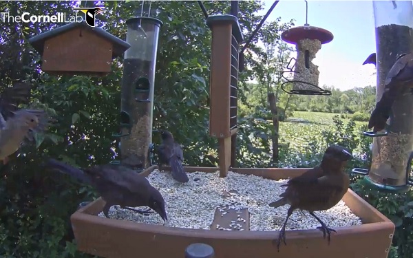 Ithaca-New-York-Cornell-Lab-of-Ornithology-Live-Stream-Webcam